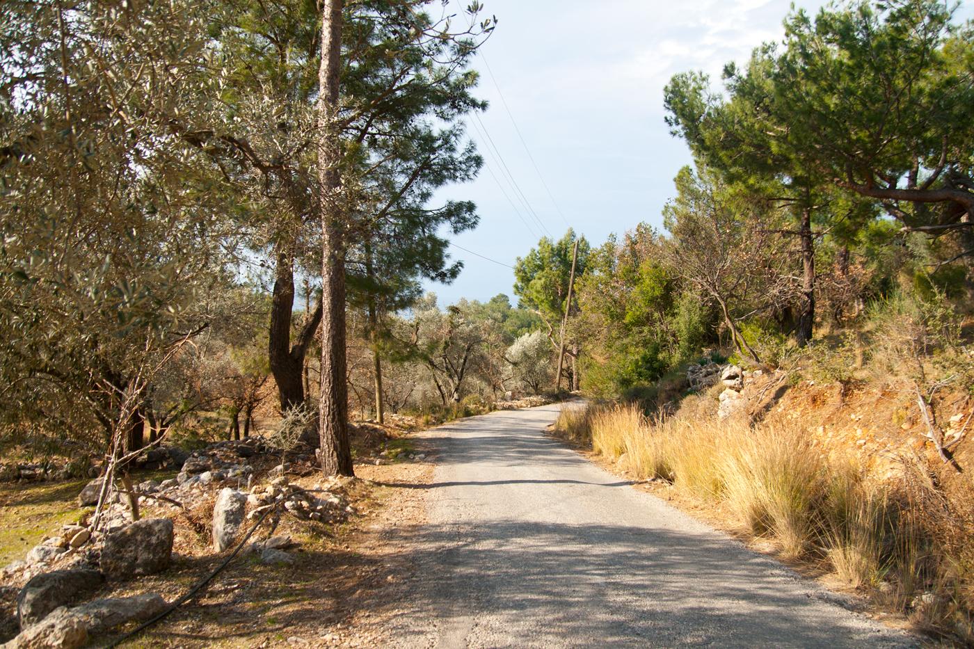 Antalya Kaş İslamlar Köyü doğa manzaralı ağaçlıklı köy yolu